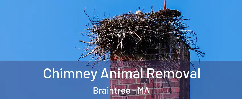 Chimney Animal Removal Braintree - MA