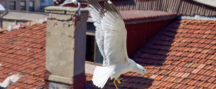 Residential Chimney Animal Removal Solution in Braintree, MA