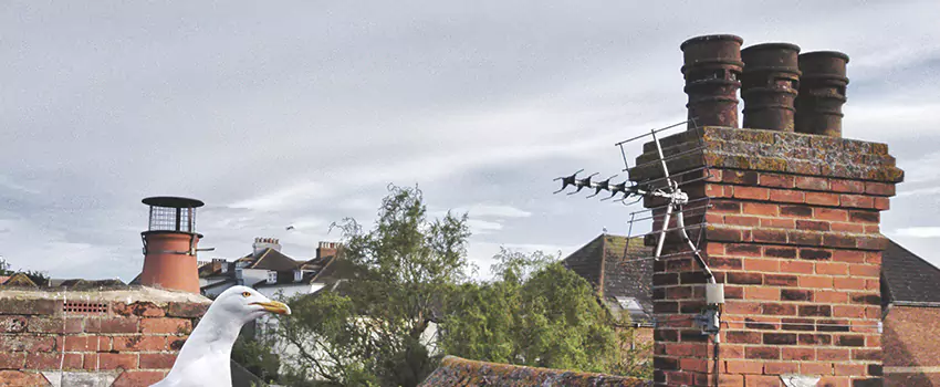 Chimney Cleaning And Restoration in Braintree, Massachusetts